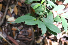 Cyclophyllum longipetalum