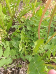 Pimpinella saxifraga