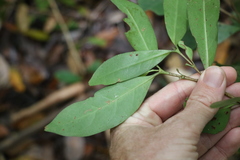 Cyclophyllum longipetalum