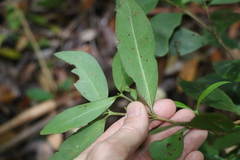 Cyclophyllum longipetalum