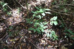 Cyclophyllum longipetalum