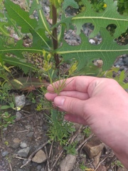 Delphinium consolida