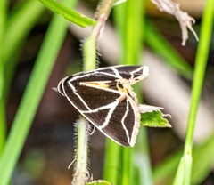 Agamana sarmentosa
