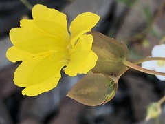 Goodenia caroliniana