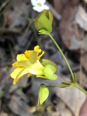 Goodenia caroliniana