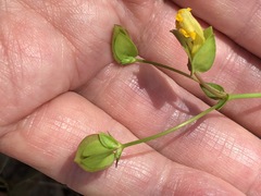 Goodenia caroliniana