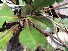 Goodenia caroliniana