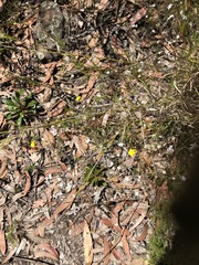 Goodenia caroliniana