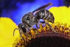 Stelis punctulatissima