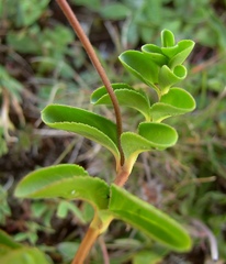 Veronica allionii