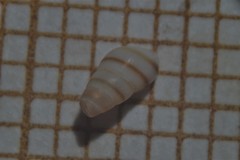 Cingula trifasciata