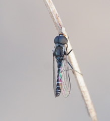 Docidomyia