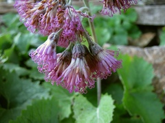 Adenostyles leucophylla