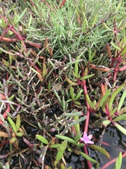 Theclinesthes sulpitius