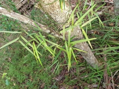 Geitonoplesium cymosum