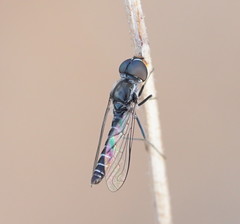Docidomyia