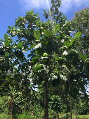 Artocarpus camansi