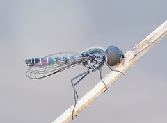 Docidomyia