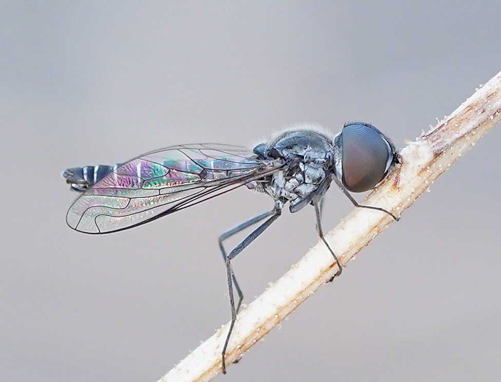 Tomomyzinae