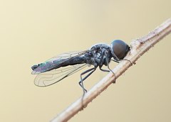 Docidomyia