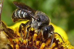 Stelis punctulatissima