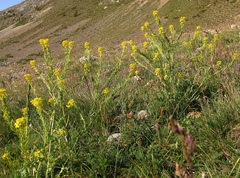 Sisymbrium austriacum