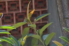 Curruca melanocephala