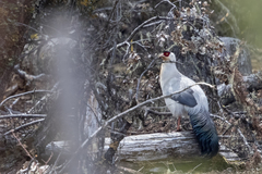 Crossoptilon crossoptilon