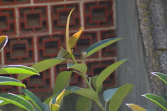 Curruca melanocephala