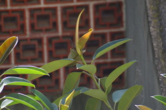 Curruca melanocephala