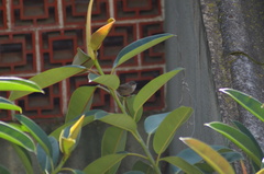 Curruca melanocephala