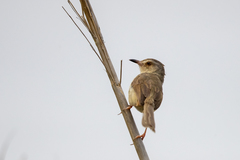 Prinia inornata extensicauda