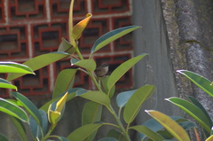 Curruca melanocephala