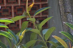 Curruca melanocephala