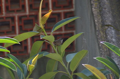 Curruca melanocephala