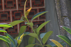 Curruca melanocephala