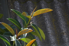 Curruca melanocephala