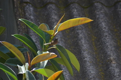 Curruca melanocephala