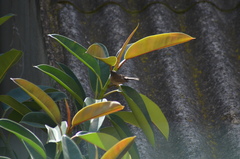 Curruca melanocephala