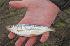 Rutilus rutilus lacustris