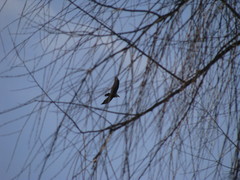 Corvus corax