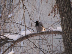 Corvus cornix