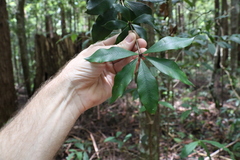 Alyxia magnifolia
