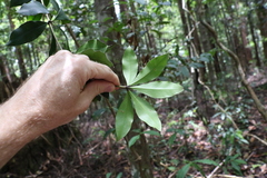 Alyxia magnifolia