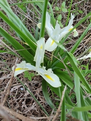 Iris palaestina