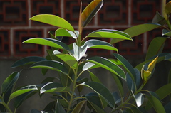 Curruca melanocephala