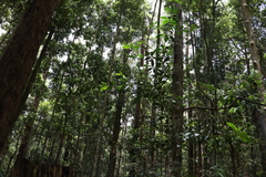 Alyxia magnifolia