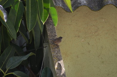 Curruca melanocephala