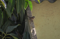 Curruca melanocephala