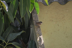 Curruca melanocephala